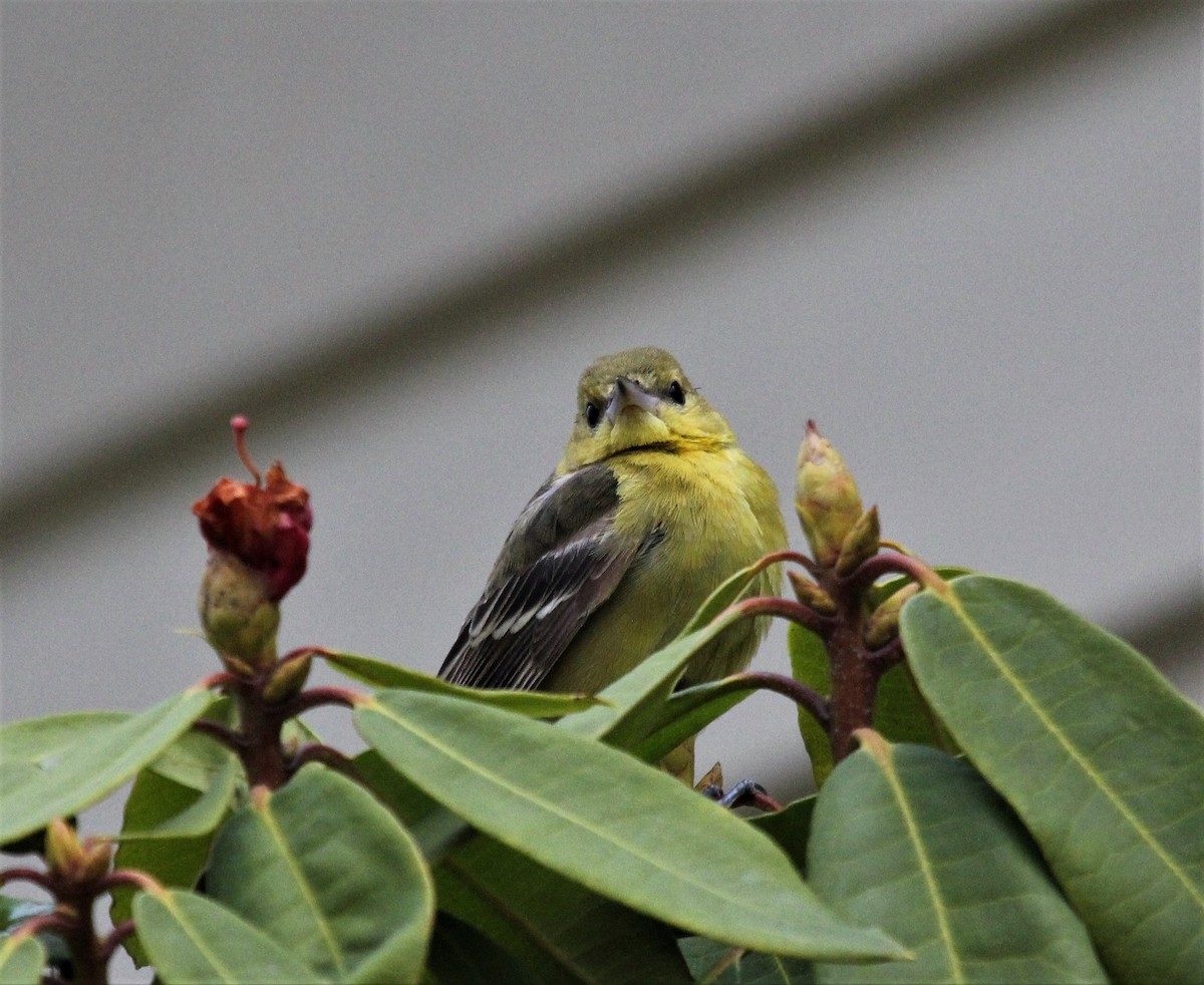 Orchard Oriole - Nels Nelson