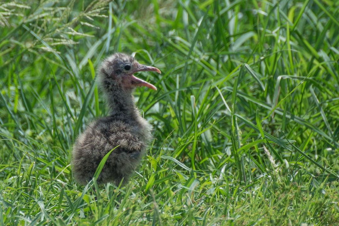 Mouette atricille - ML30252341