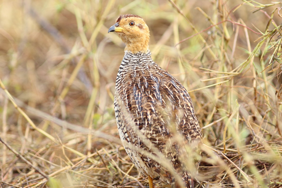 Coqui Francolin - ML302524111