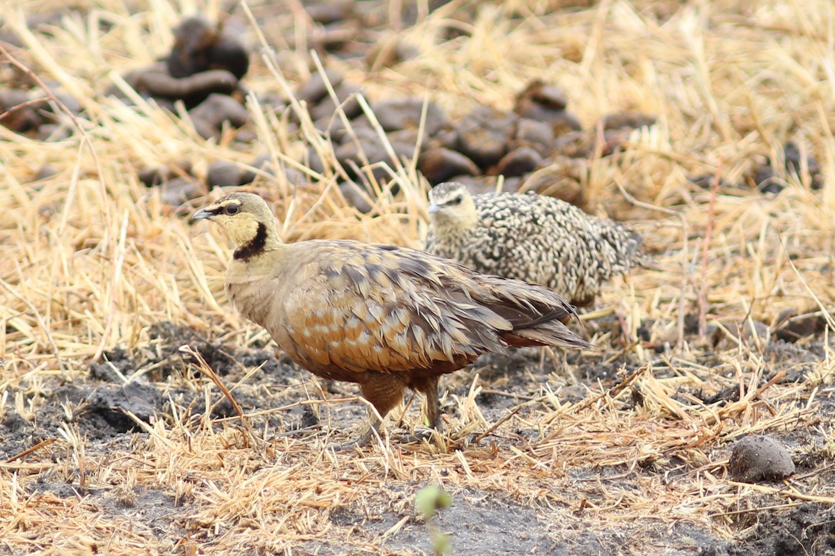 Yellow-throated Sandgrouse - ML302524351