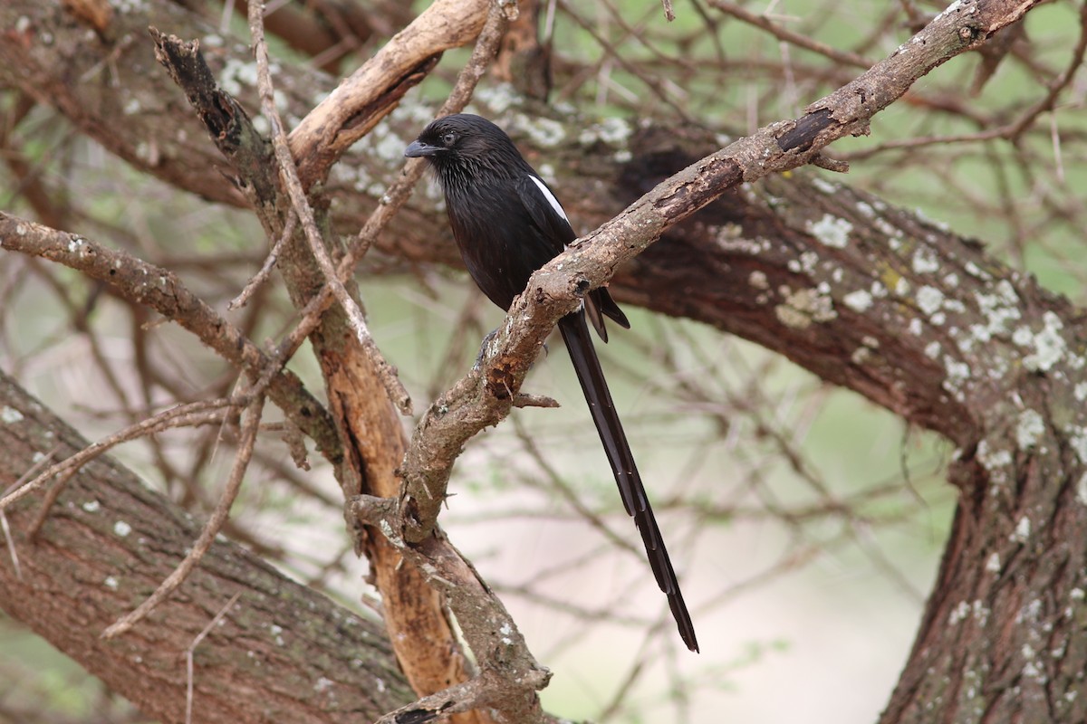 Magpie Shrike - ML302524731