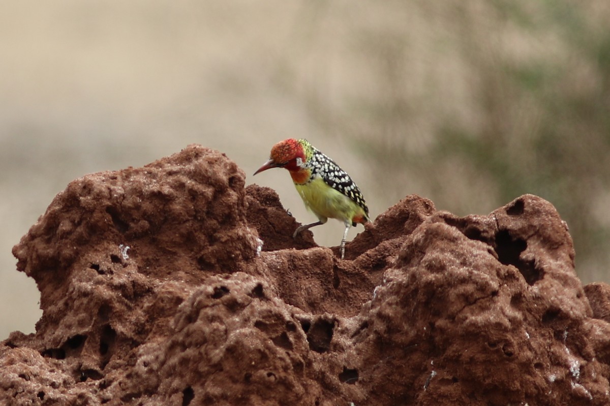 Flammenkopf-Bartvogel - ML302525101