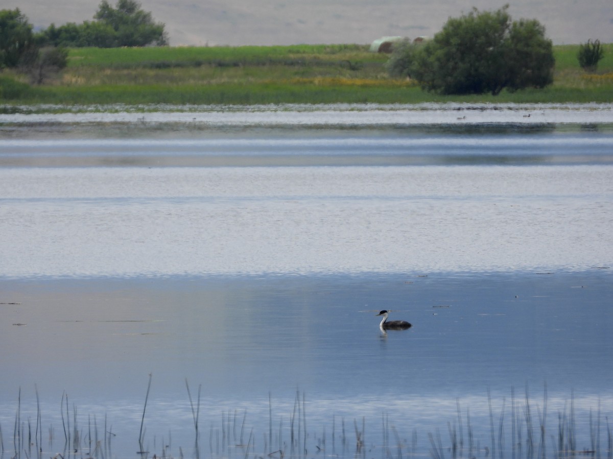 Western Grebe - ML302527671