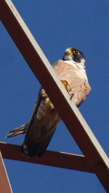 Peregrine Falcon (Shaheen) - ML302527761