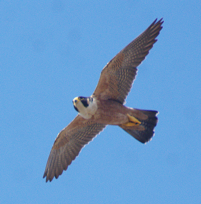 sokol stěhovavý (ssp. peregrinator) - ML302527961