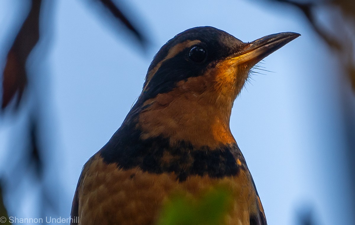 Varied Thrush - ML302529891