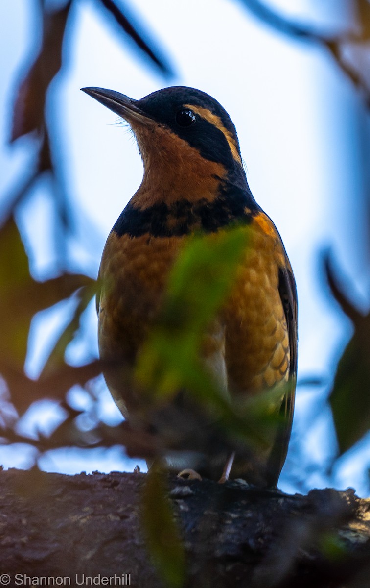 Varied Thrush - ML302529901