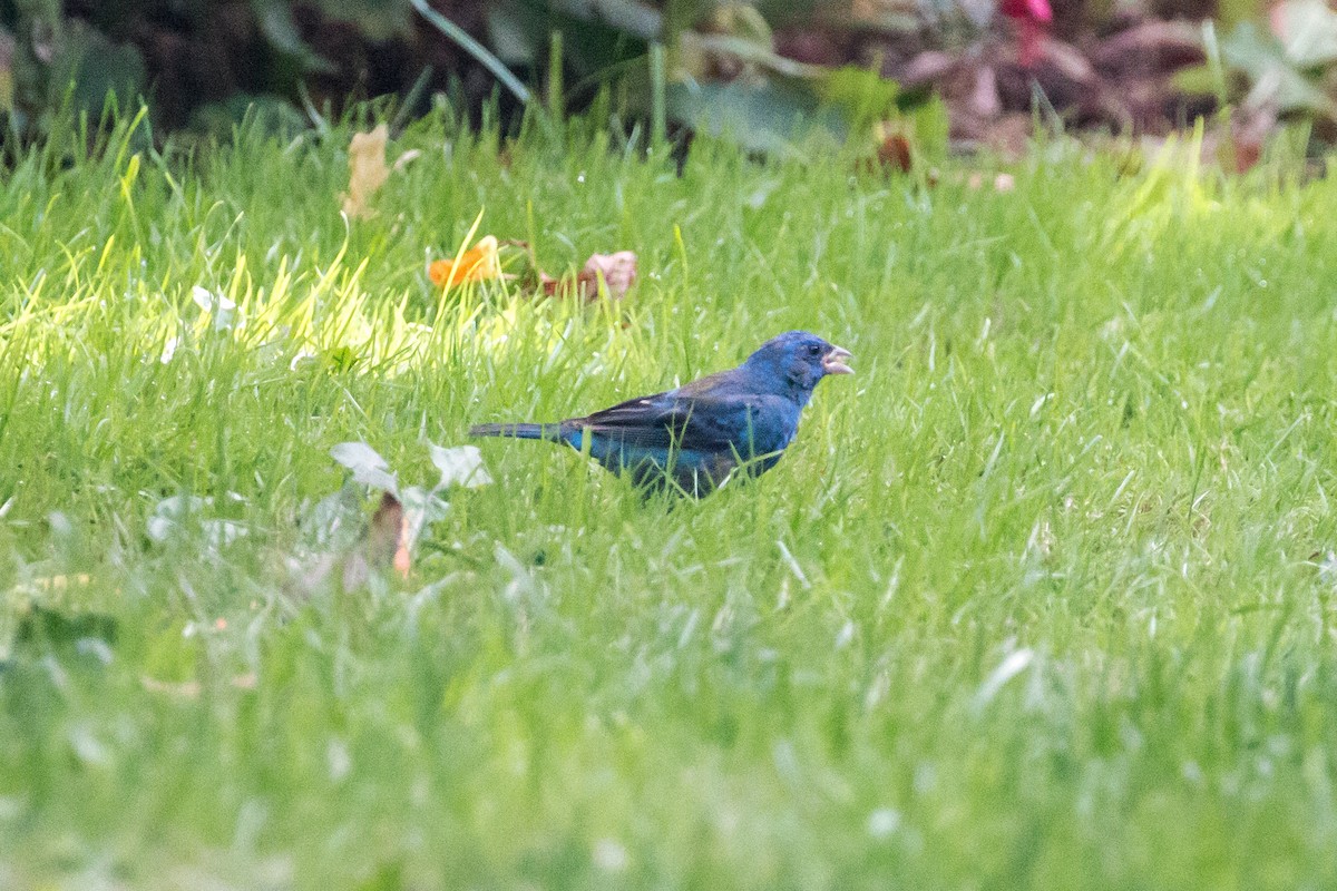 Indigo Bunting - ML302531601