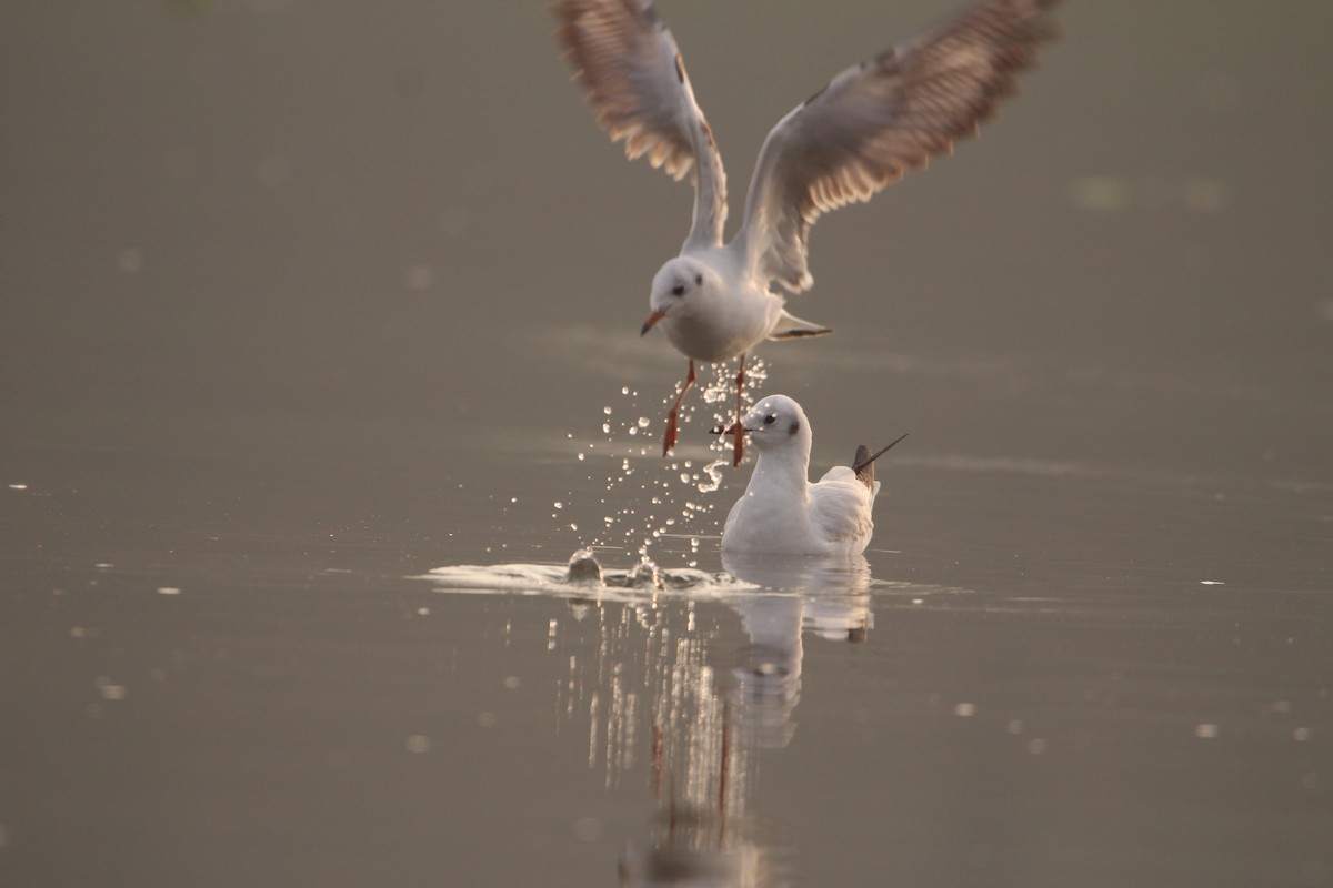 Black-headed Gull - ML302532151