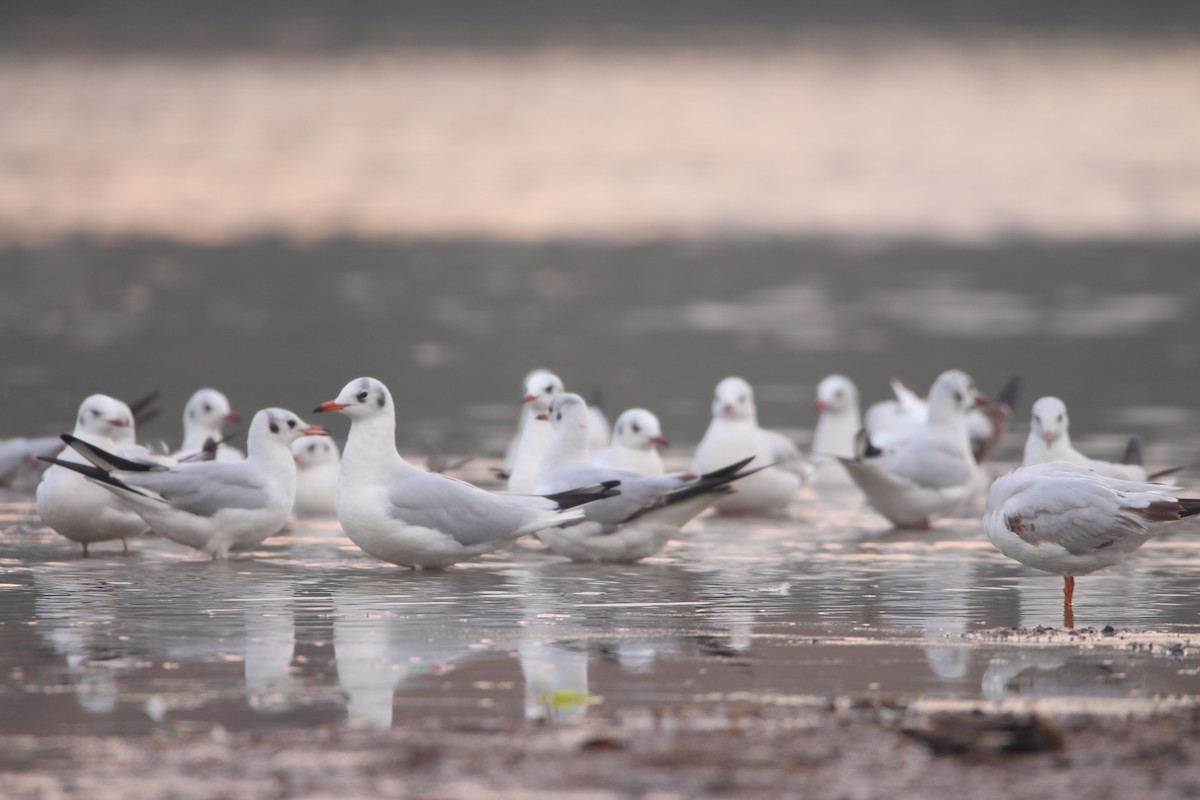 Black-headed Gull - ML302532211