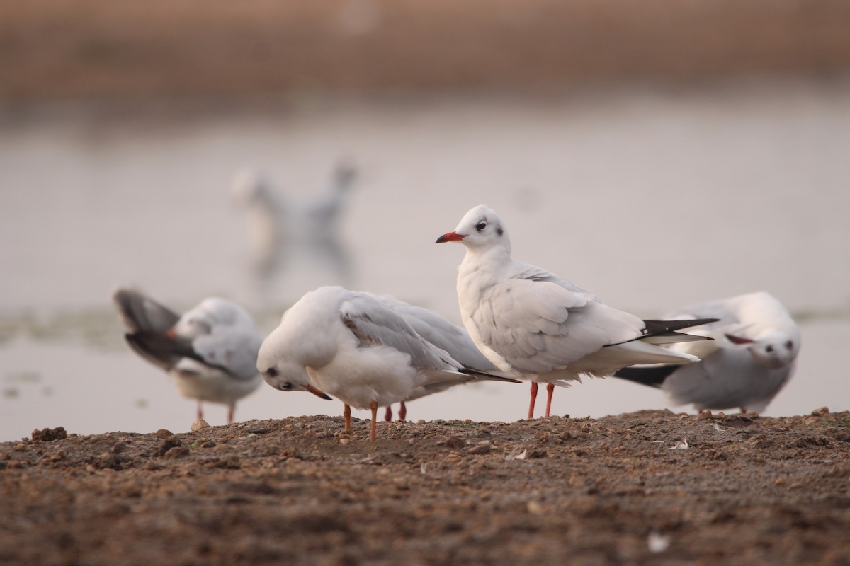 Black-headed Gull - ML302532241