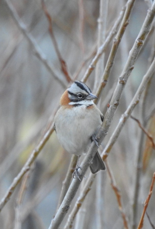 Rufous-collared Sparrow - ML302534361