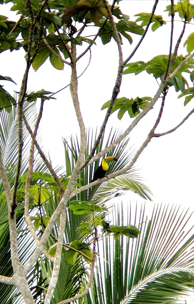 Toucan à carène - ML302535241