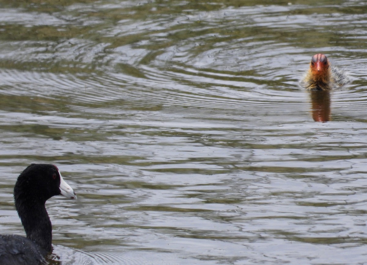 American Coot - ML302537211