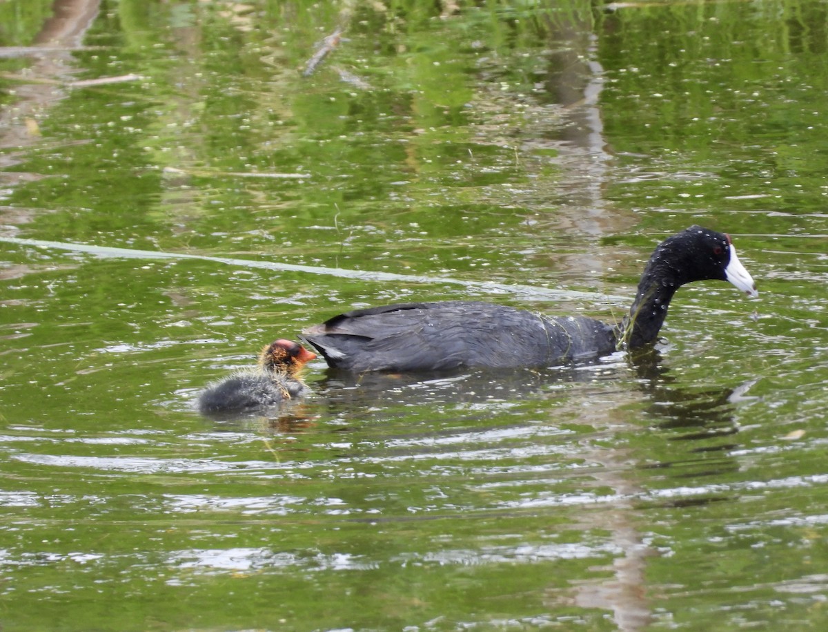 American Coot - ML302537321