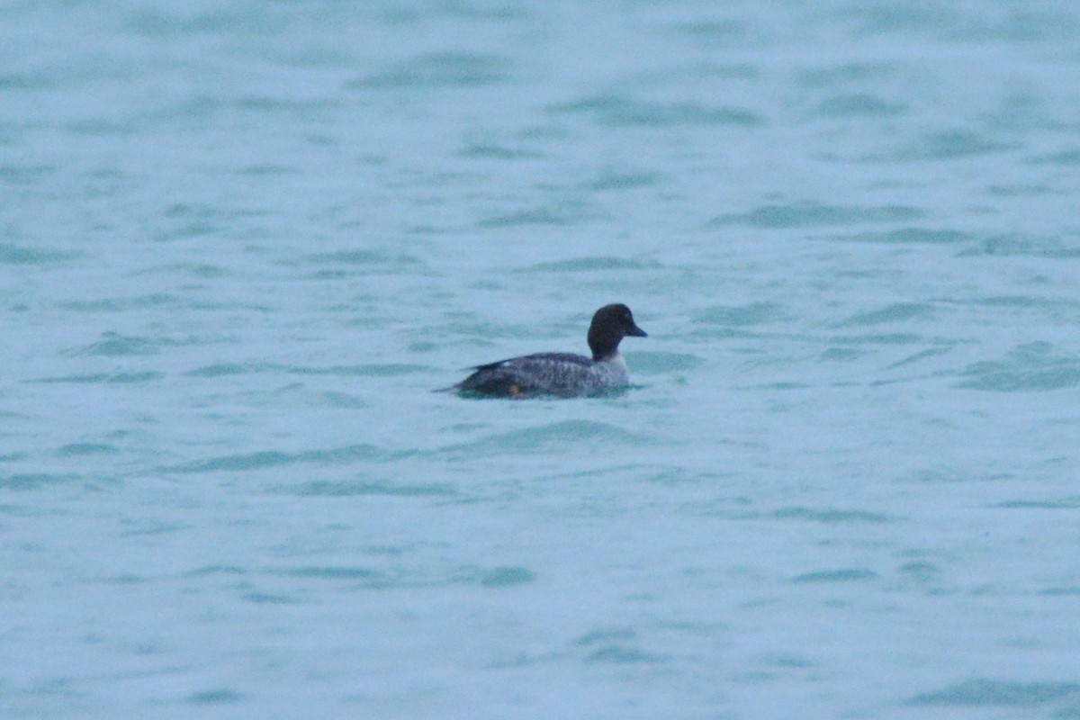 Common Goldeneye - ML302537731