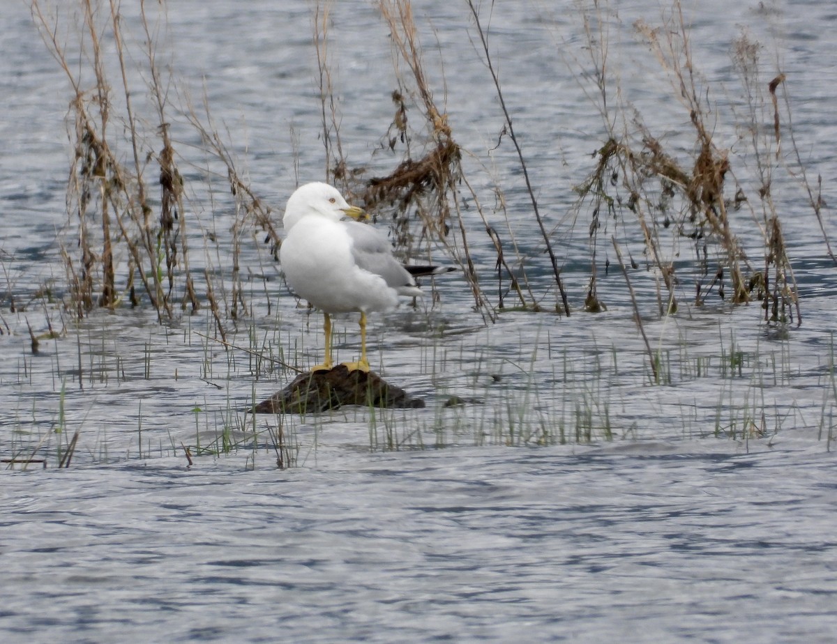 Ring-billed Gull - ML302537901