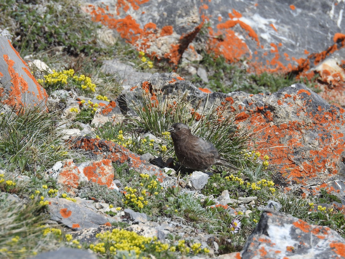 Black Rosy-Finch - Heidi Ware Carlisle