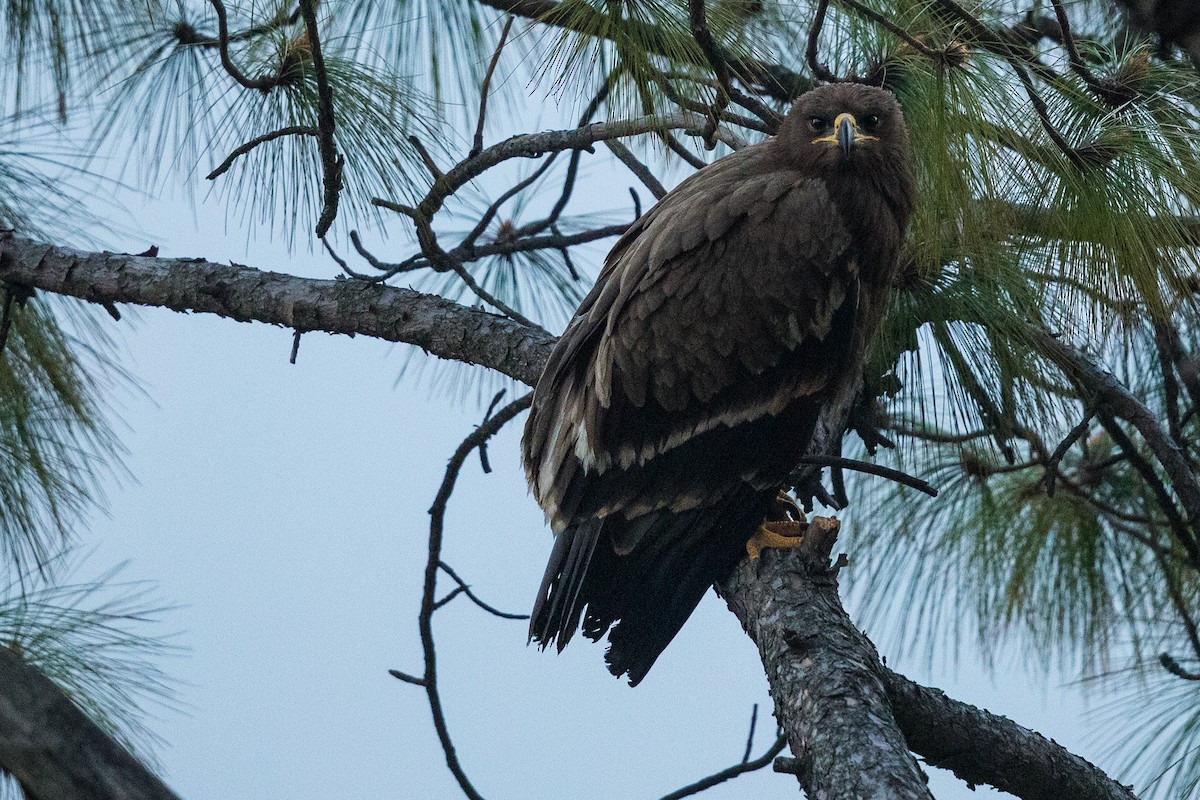 Steppe Eagle - ML302538481