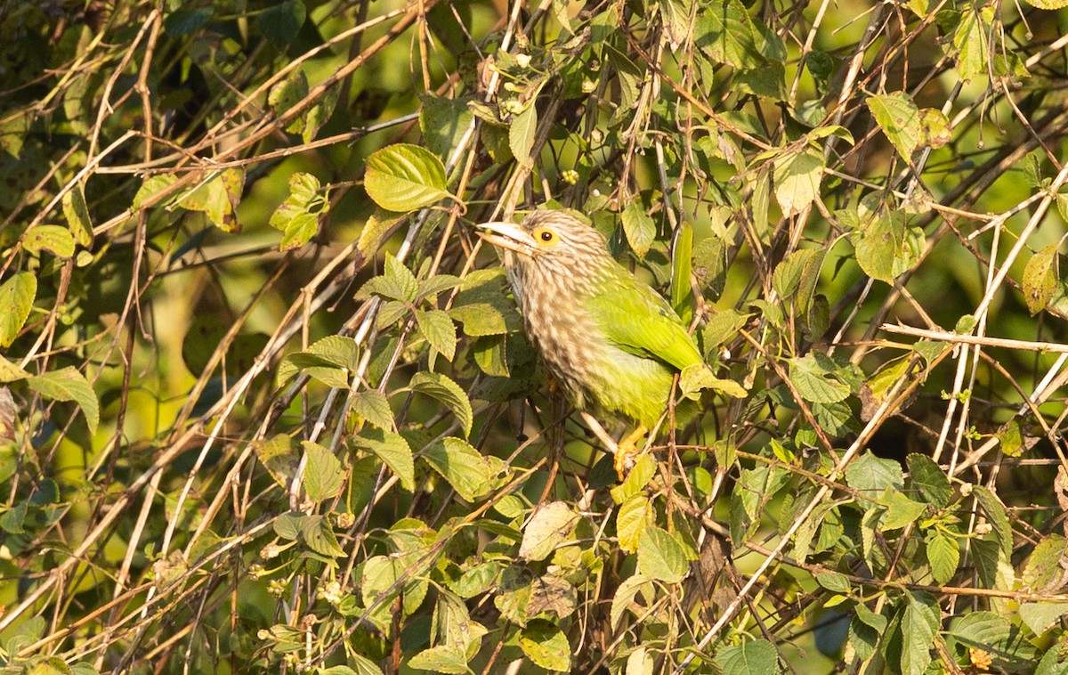 Lineated Barbet - ML302539701