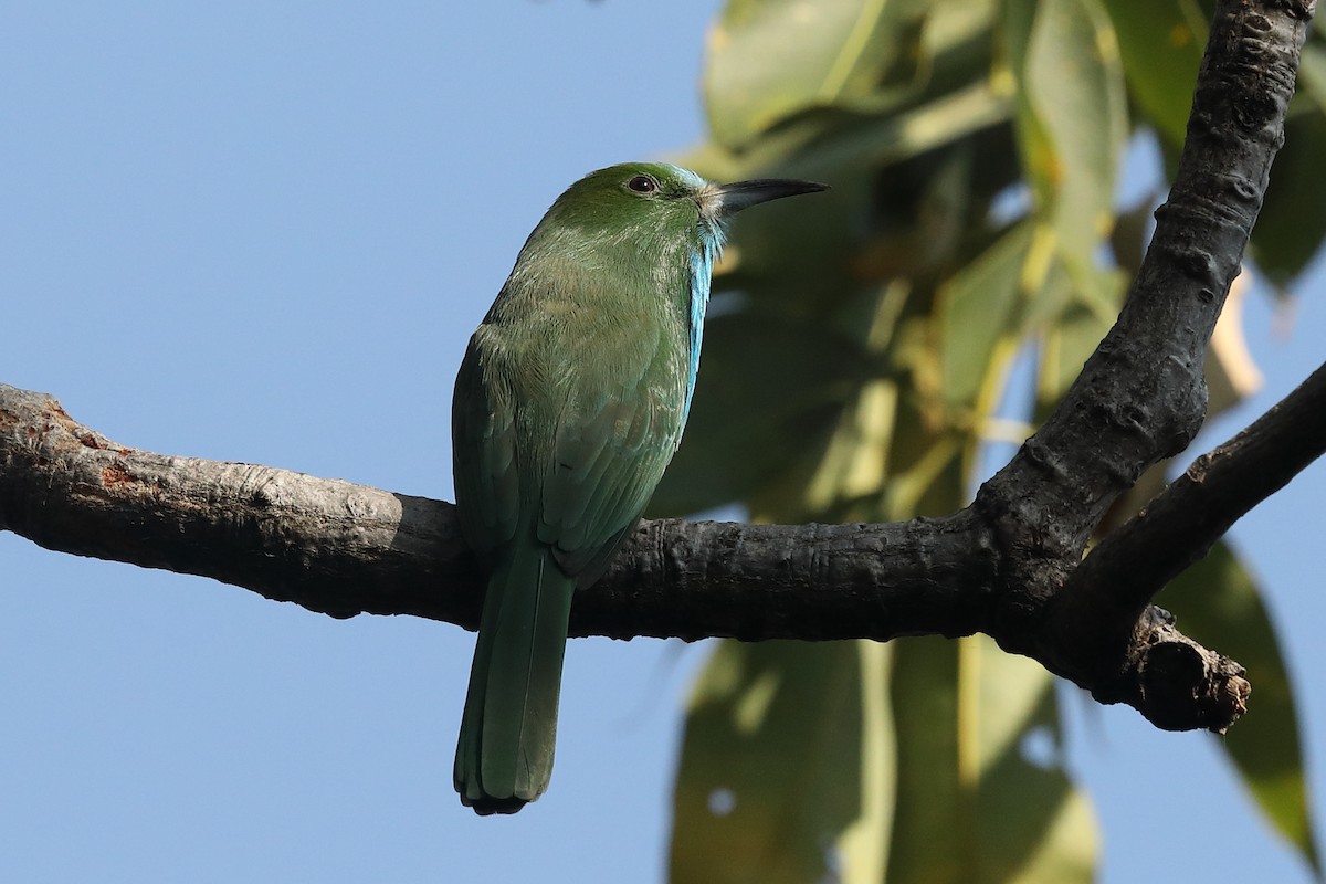 Blue-bearded Bee-eater - ML302540341