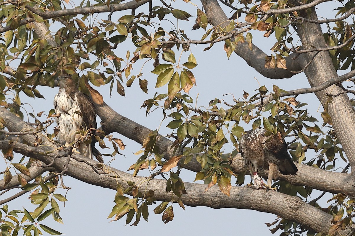 Bonelli's Eagle - ML302540421