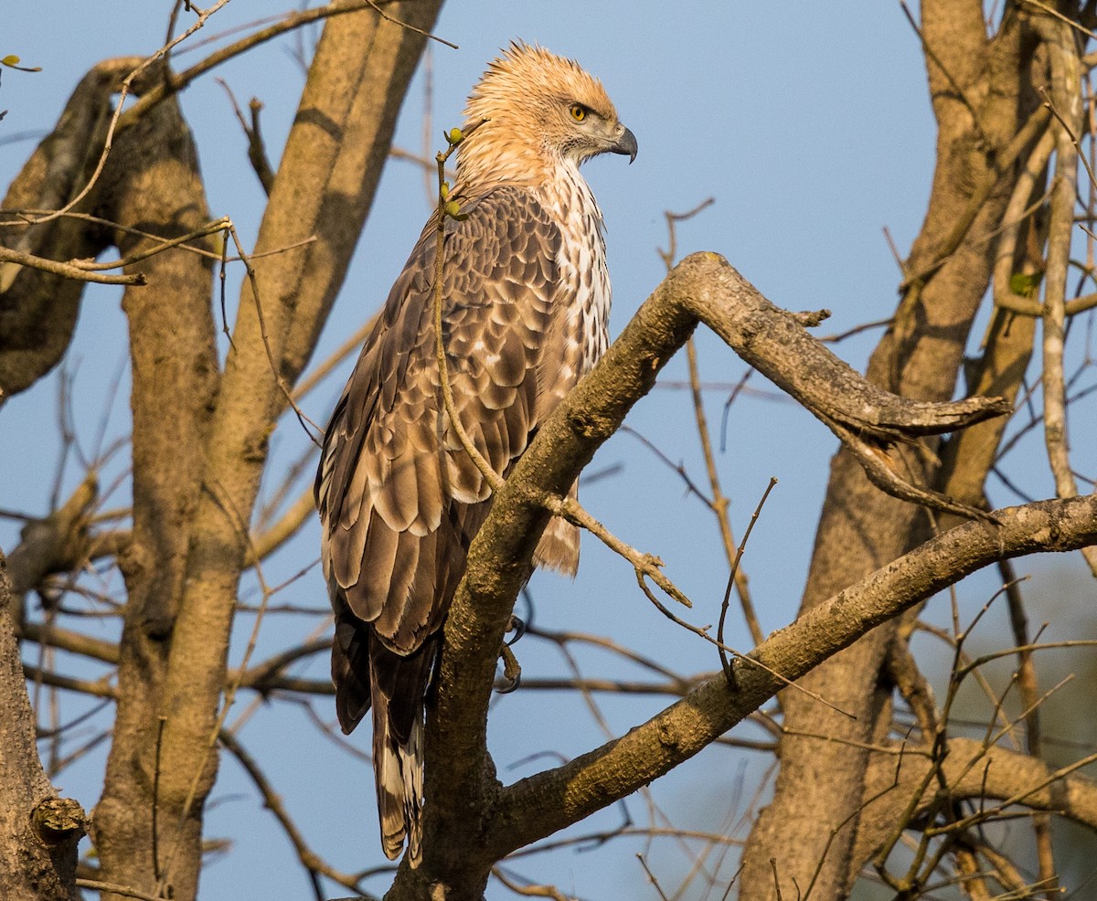 Changeable Hawk-Eagle - ML302540581