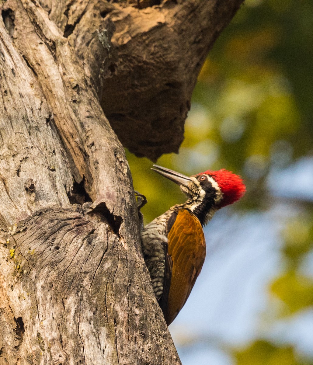 Greater Flameback - Vinit Bajpai