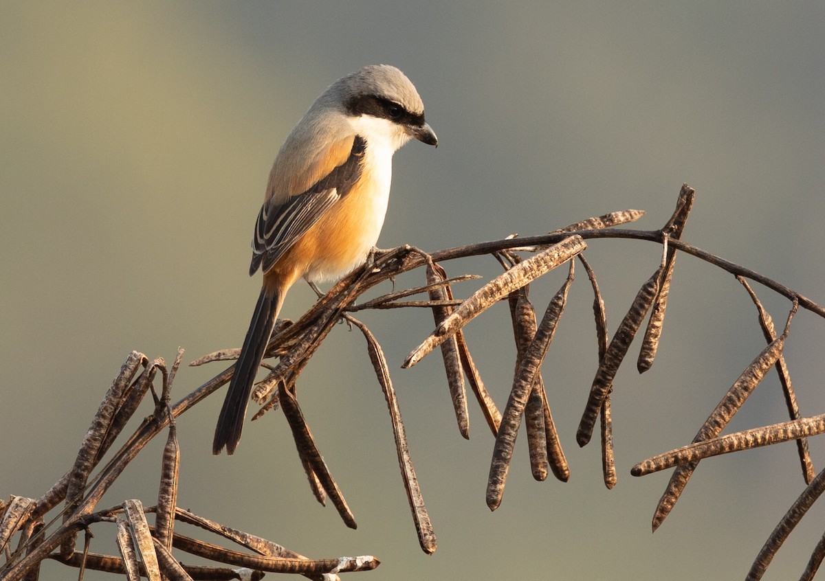 Long-tailed Shrike - ML302540681