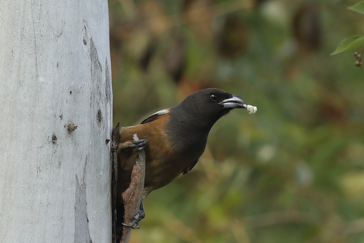 Rufous Treepie - ML302540731