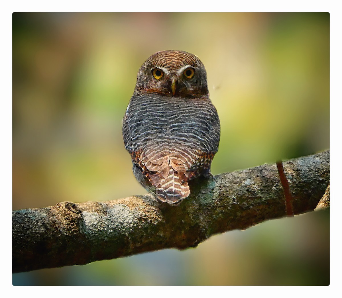 Jungle Owlet - Dr Himanshu Gupta