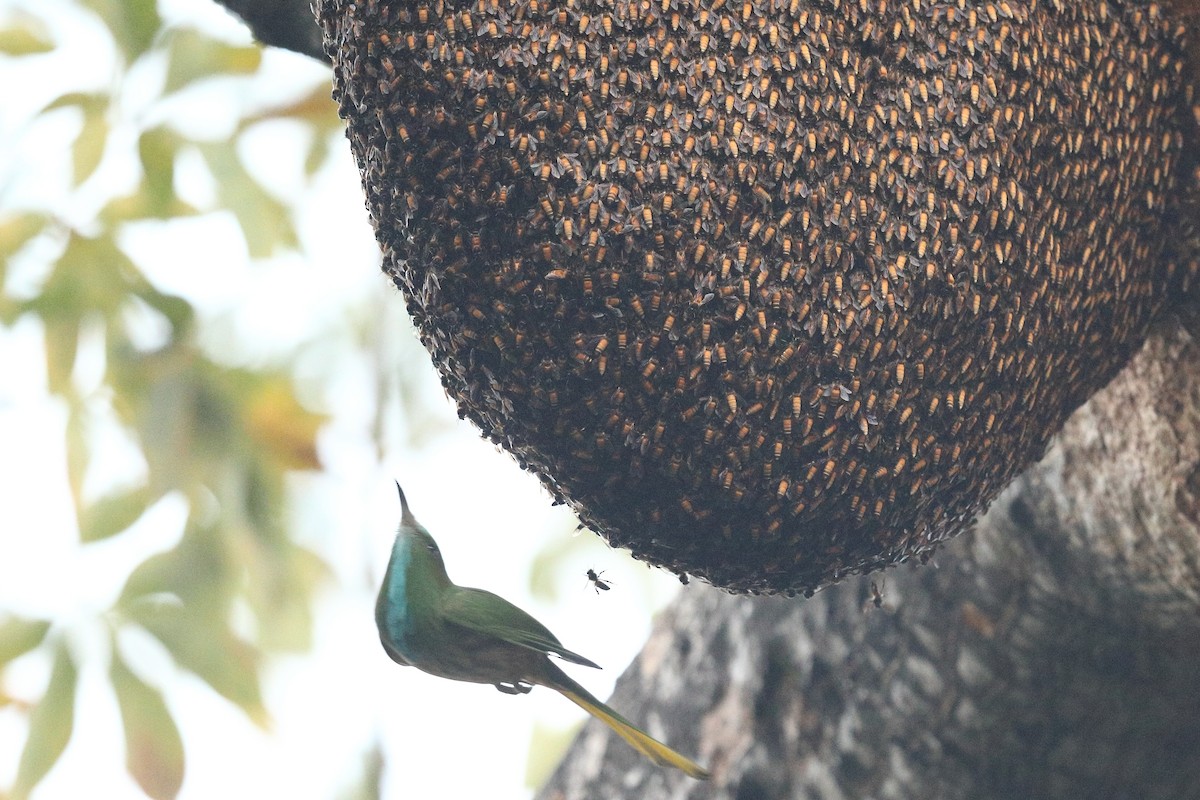 Blue-bearded Bee-eater - ML302541151