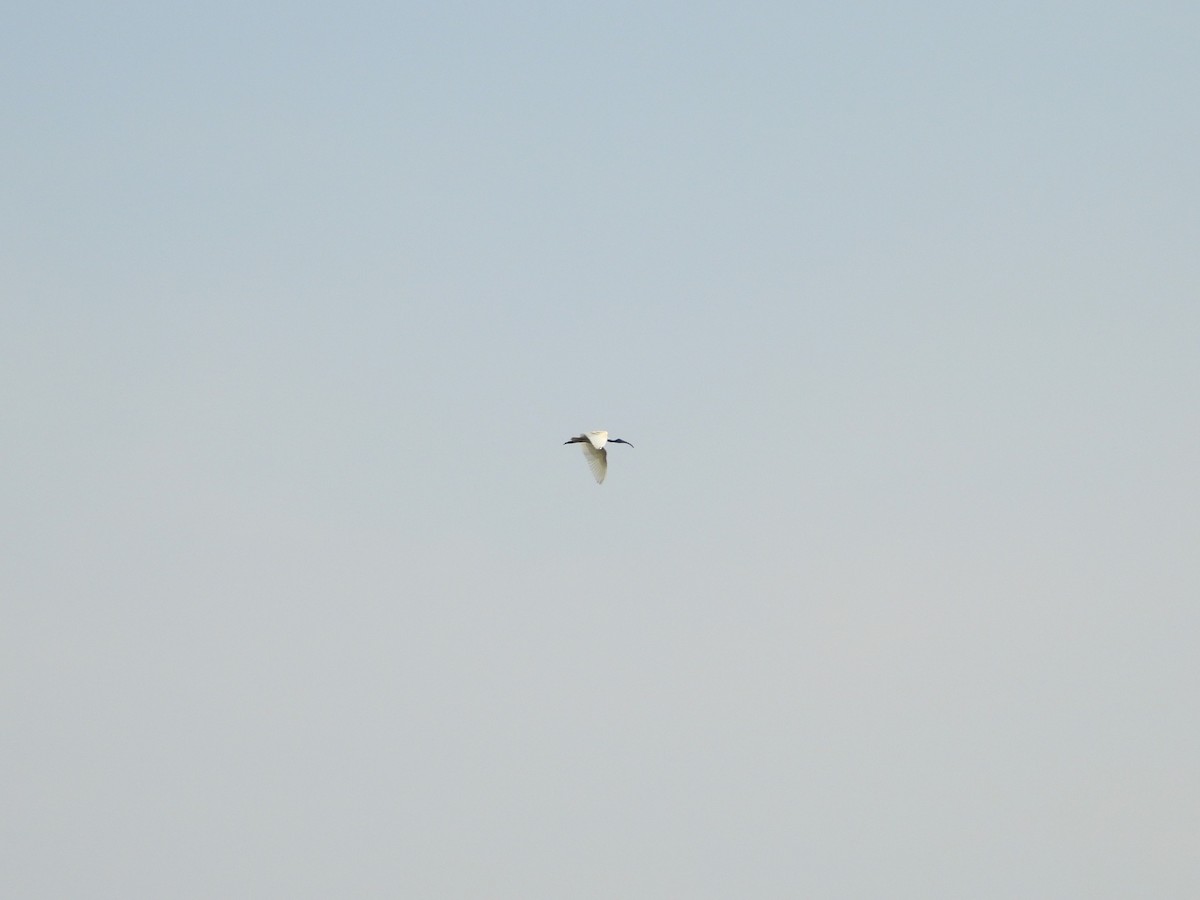 ibis černohlavý - ML302542901