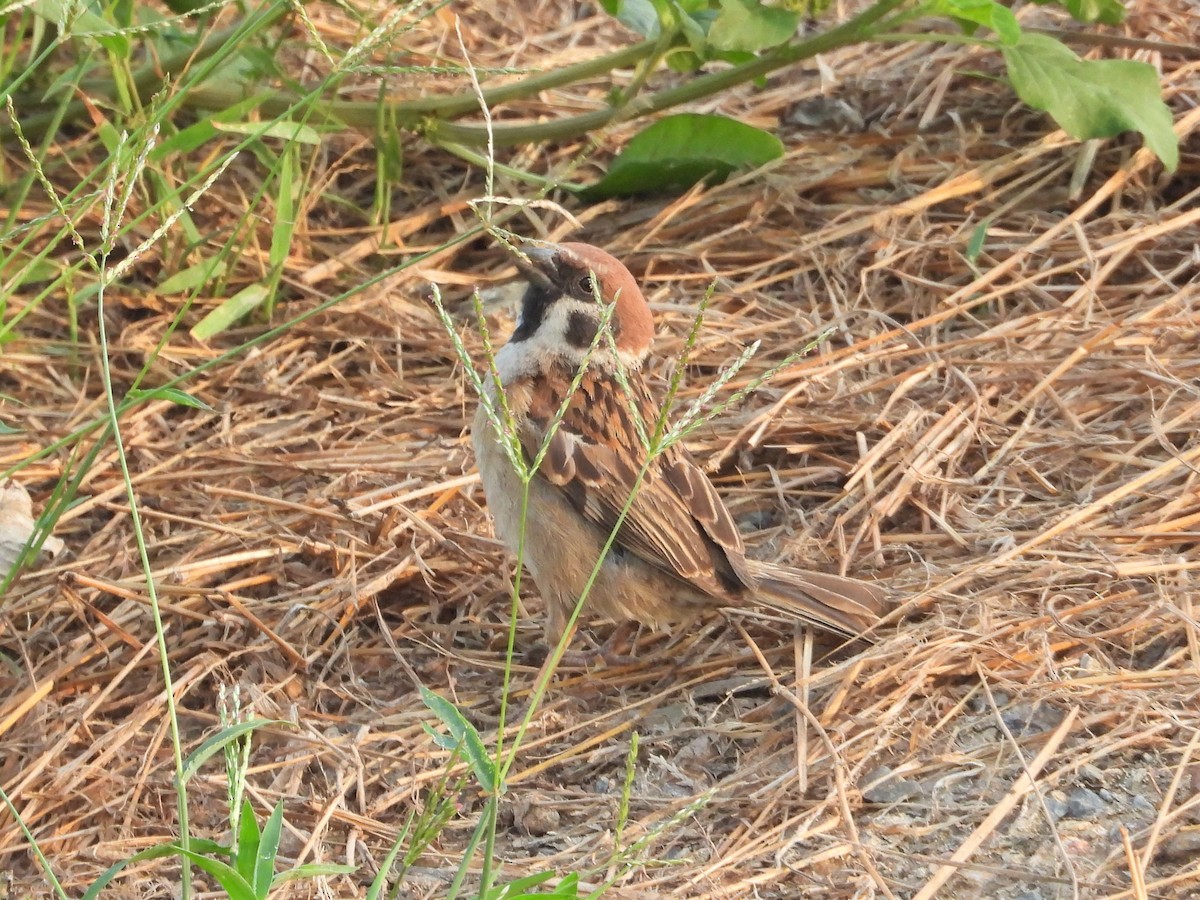 Eurasian Tree Sparrow - ML302543431