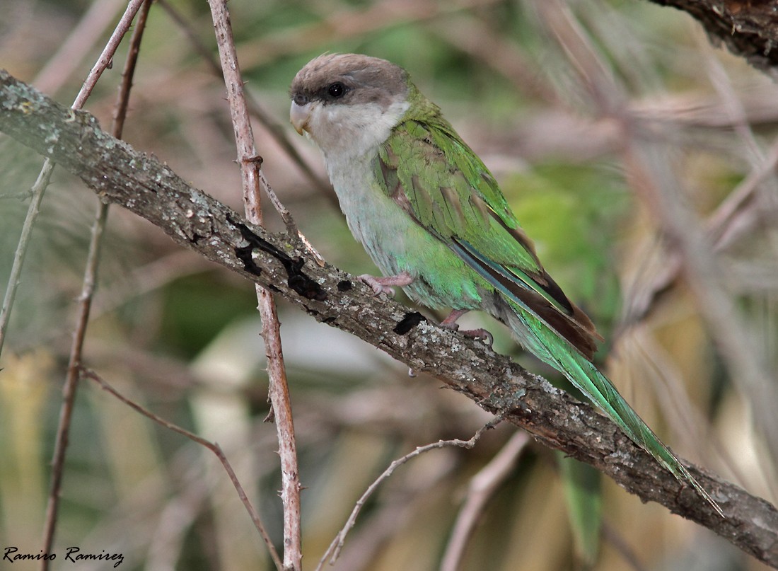 Gray-hooded Parakeet - Ramiro Ramirez