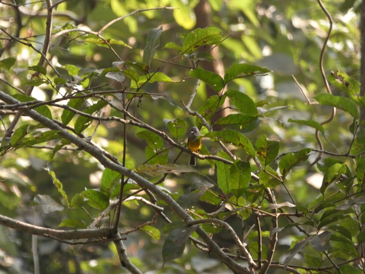 Gray-headed Canary-Flycatcher - ML302546371