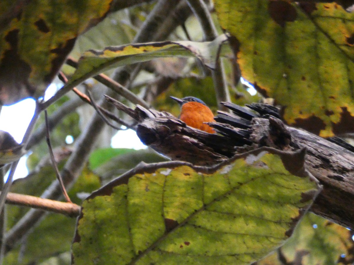 Blue-capped Rock-Thrush - ML302546401