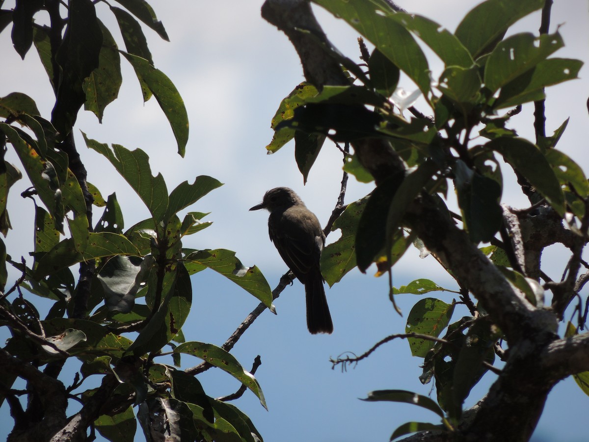 Panama Flycatcher - ML30254641