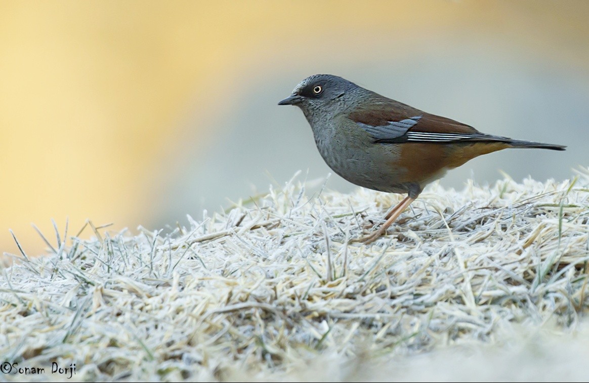 Maroon-backed Accentor - ML302546721