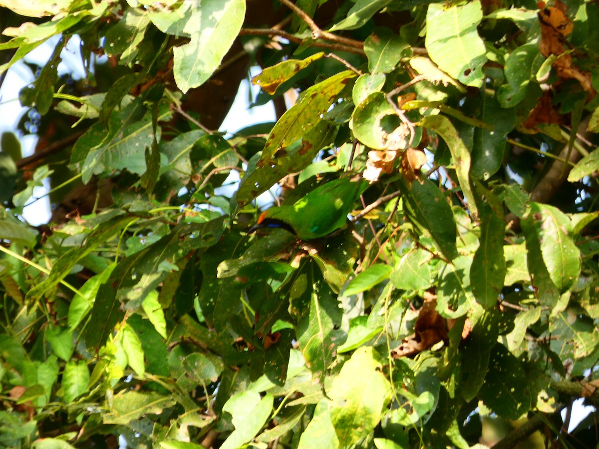 Golden-fronted Leafbird - ML302546841