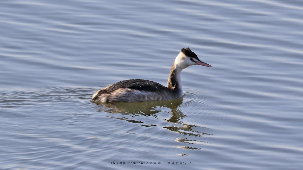 Great Crested Grebe - ML302547371