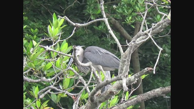 Great-billed Heron - ML302548231