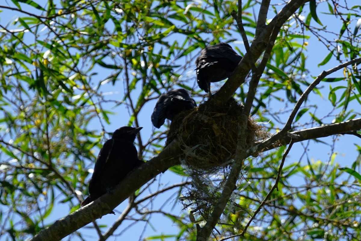 Black Drongo - ML30254951