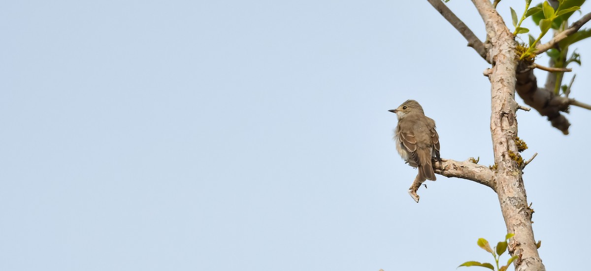 Spotted Flycatcher - ML302552331