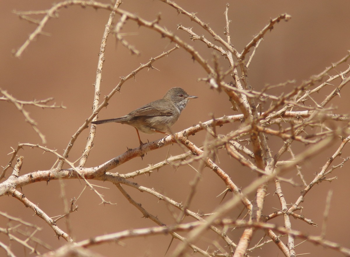 Cyprus Warbler - ML302553191