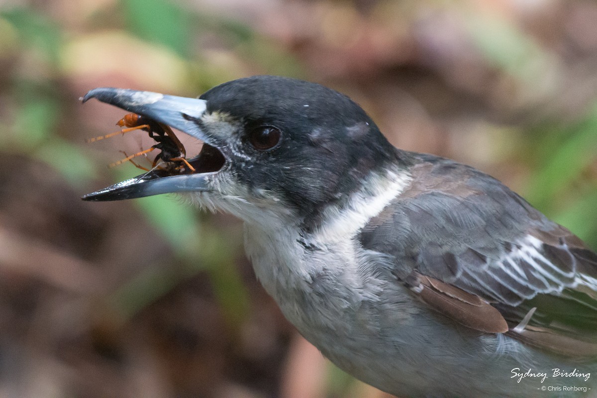 Gray Butcherbird - Chris Rehberg  | Sydney Birding