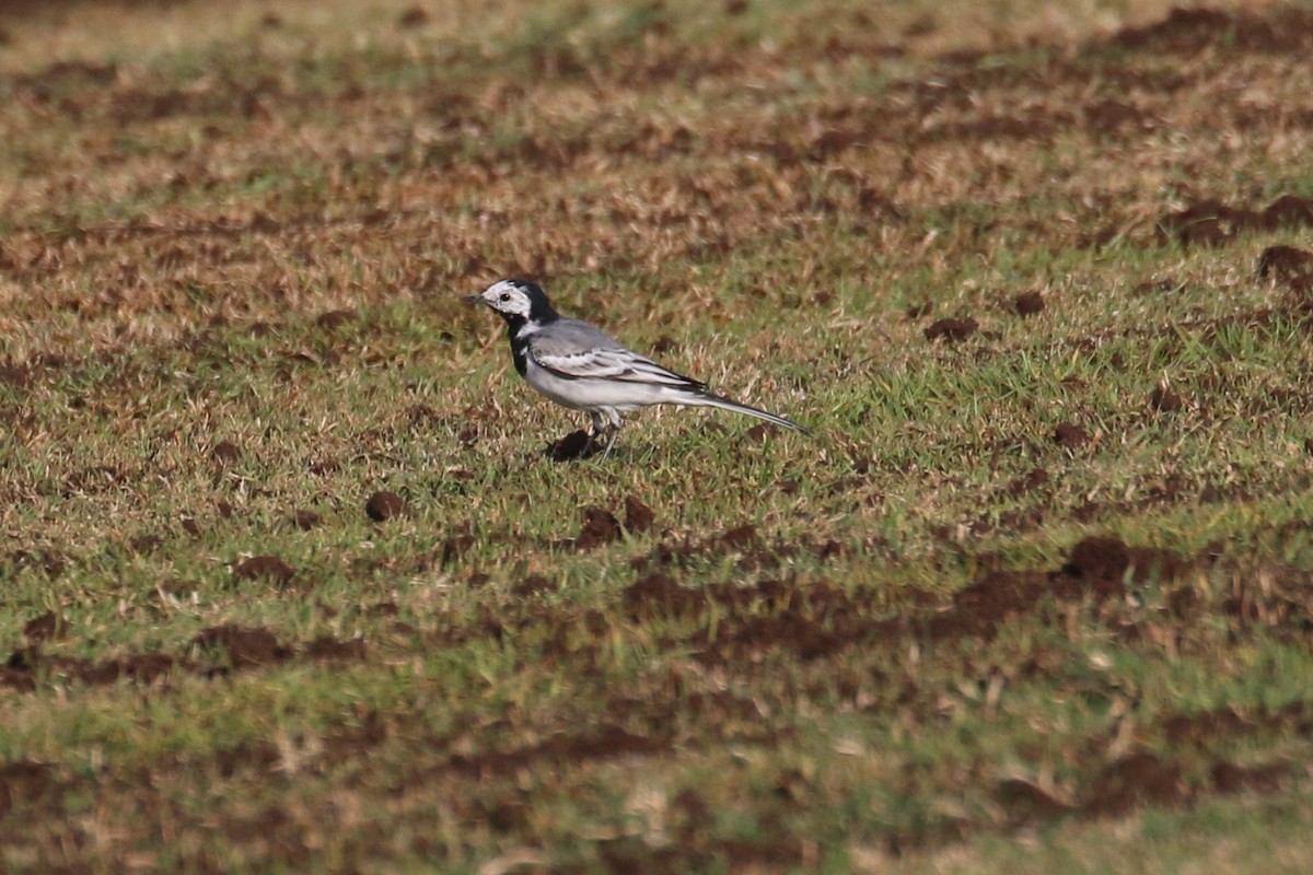 White Wagtail (White-faced) - ML302555481