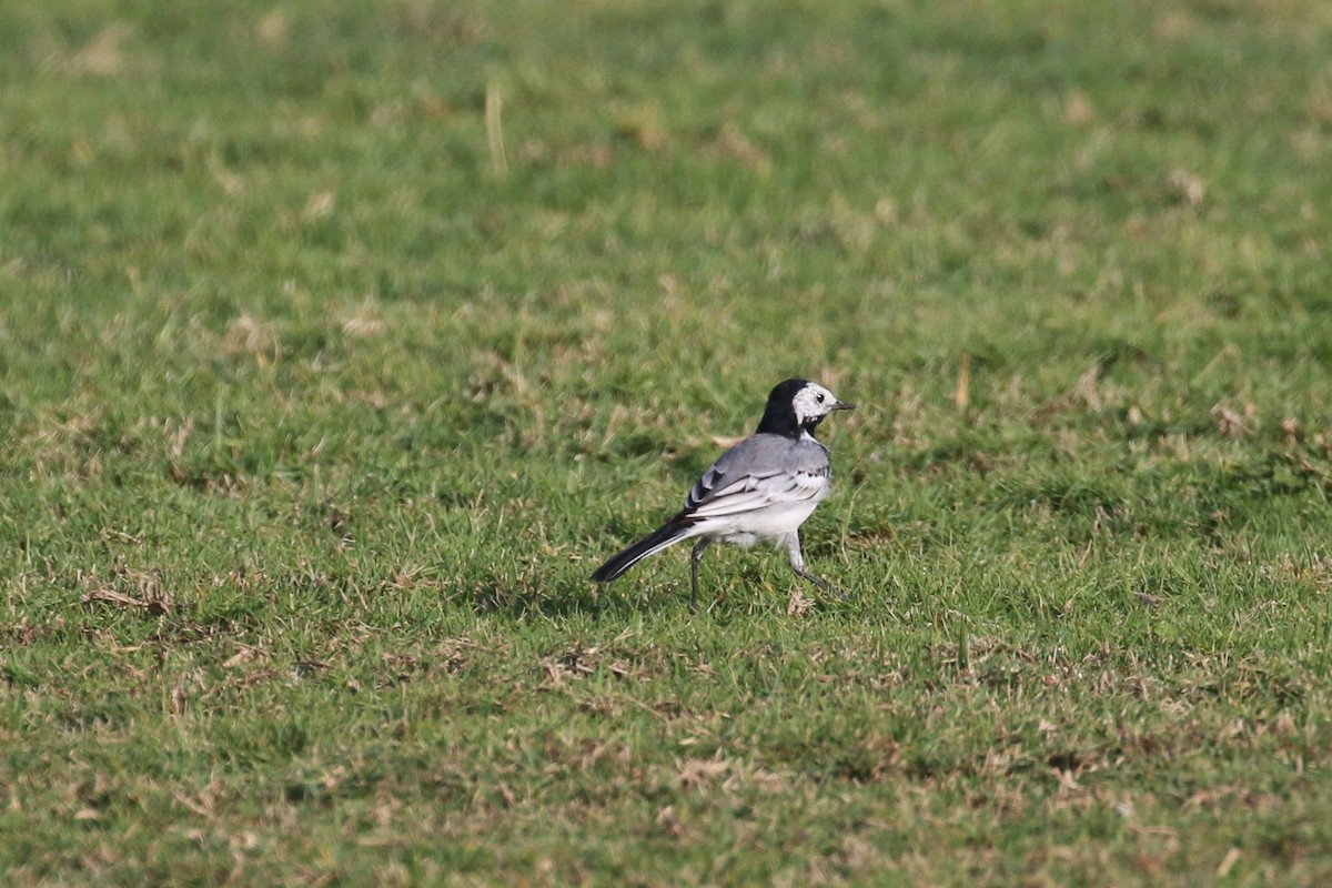 White Wagtail (White-faced) - ML302555491