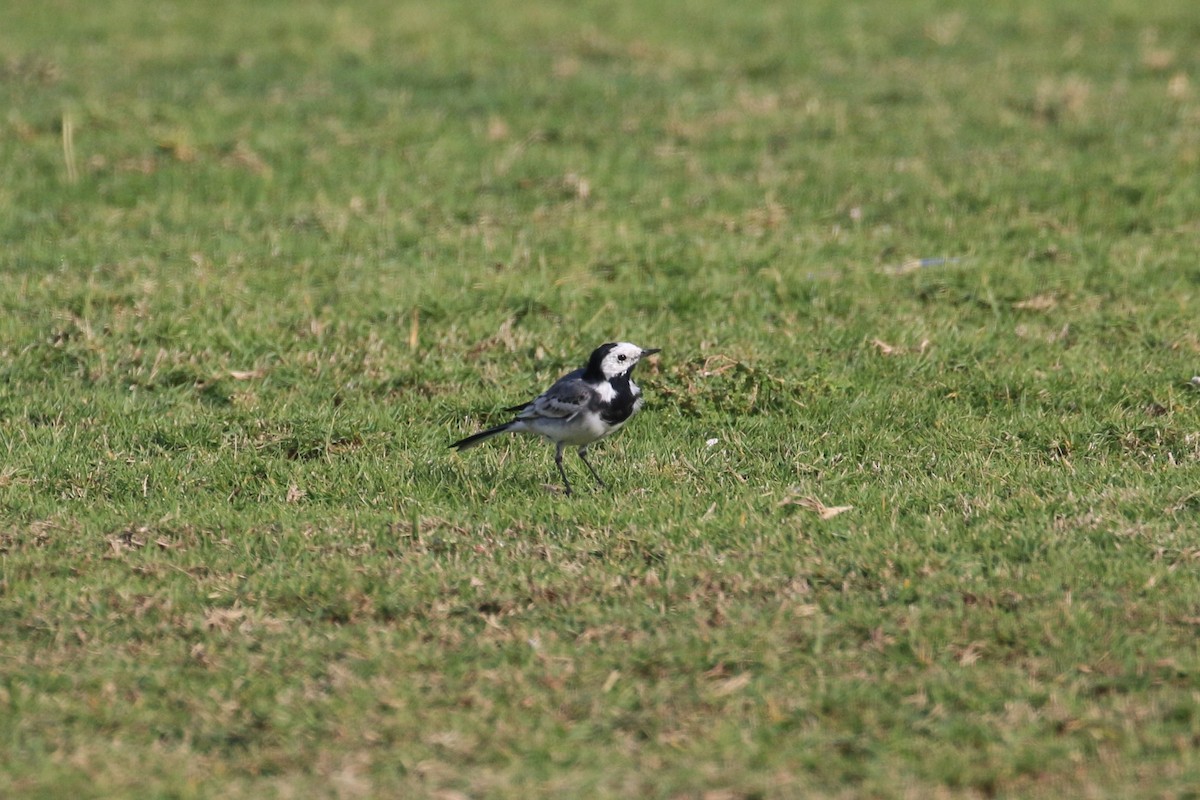 White Wagtail (White-faced) - ML302555511