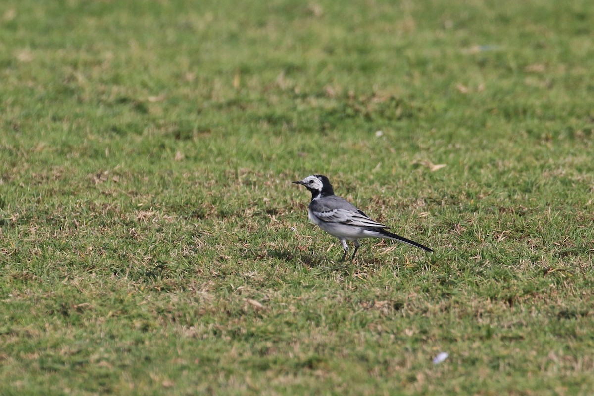 White Wagtail (White-faced) - ML302555521